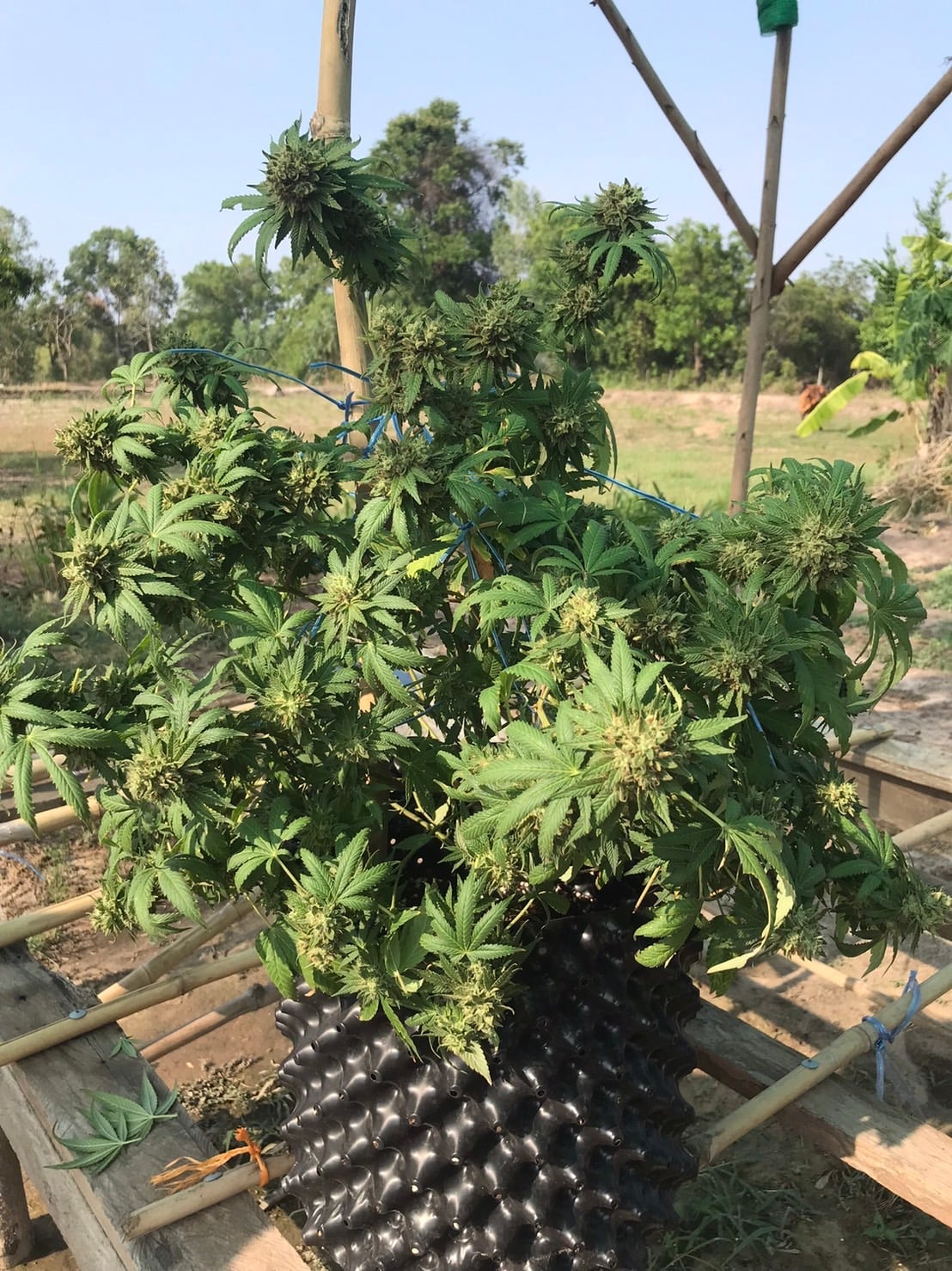 Ubonweed Farm