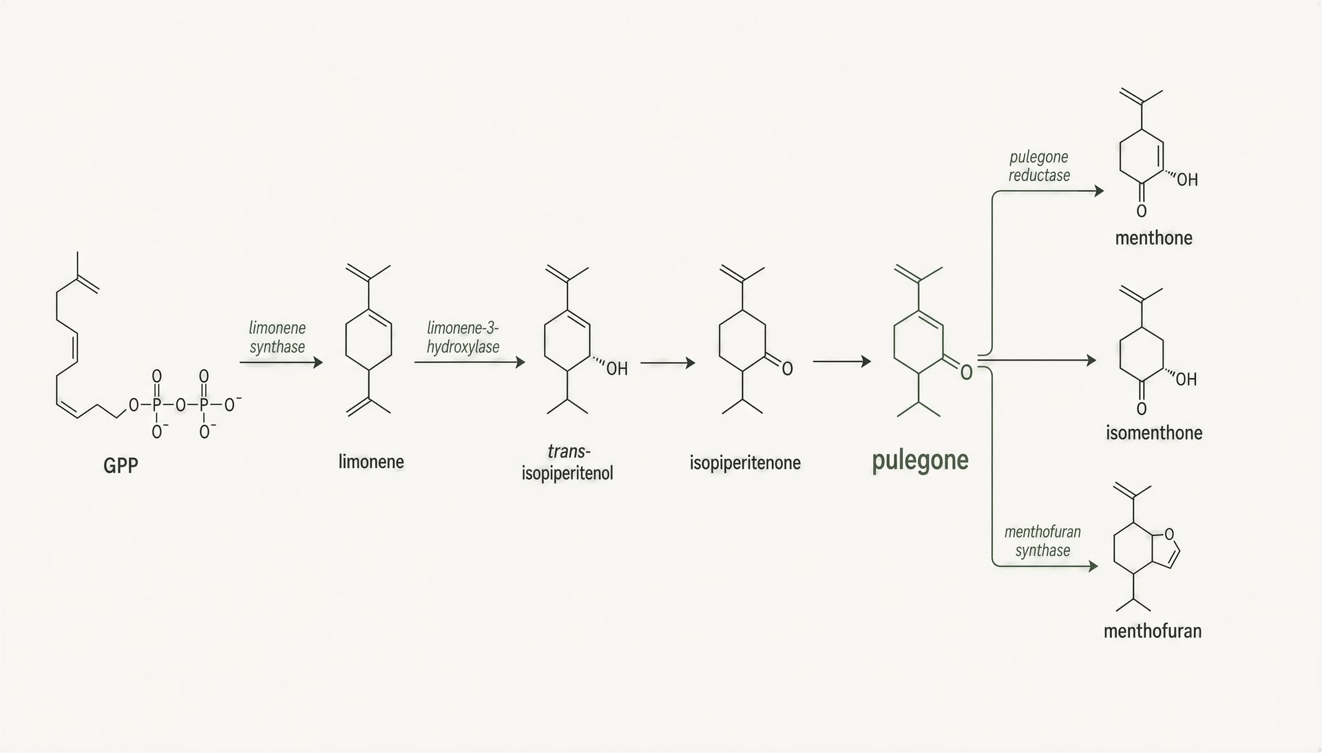 Pulegon-Terpene in Cannabis: Sicherheit, Aroma, Fakten
