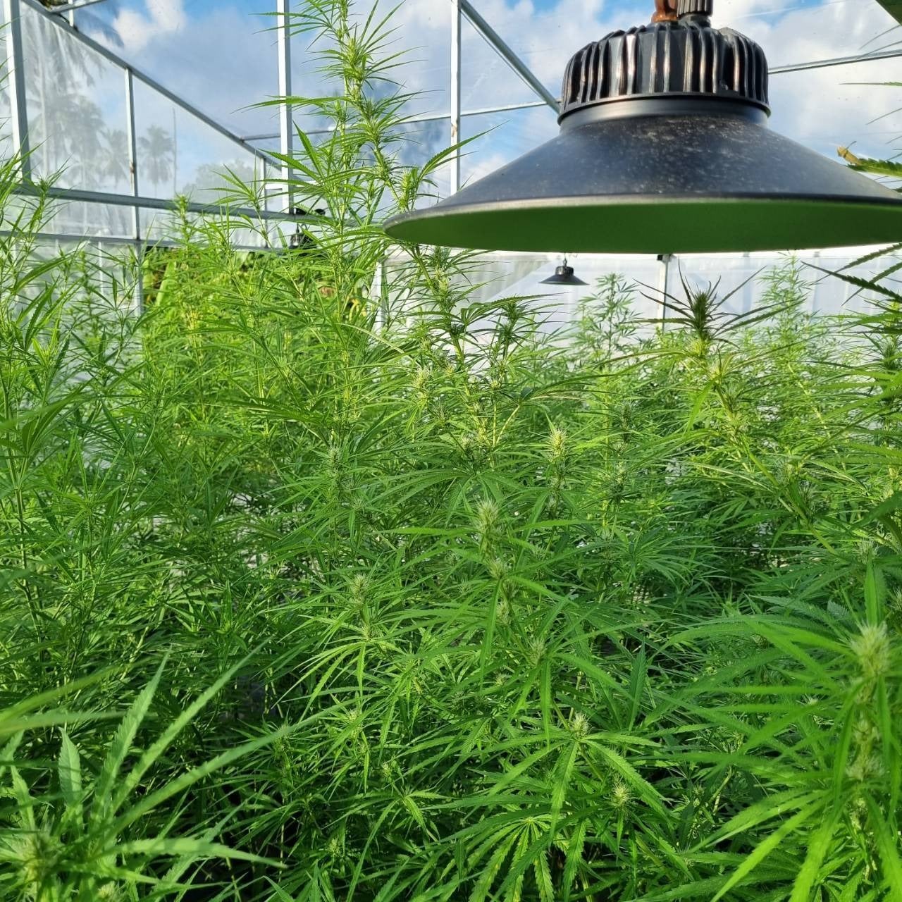 Baansuan Phuket Cannabis Center