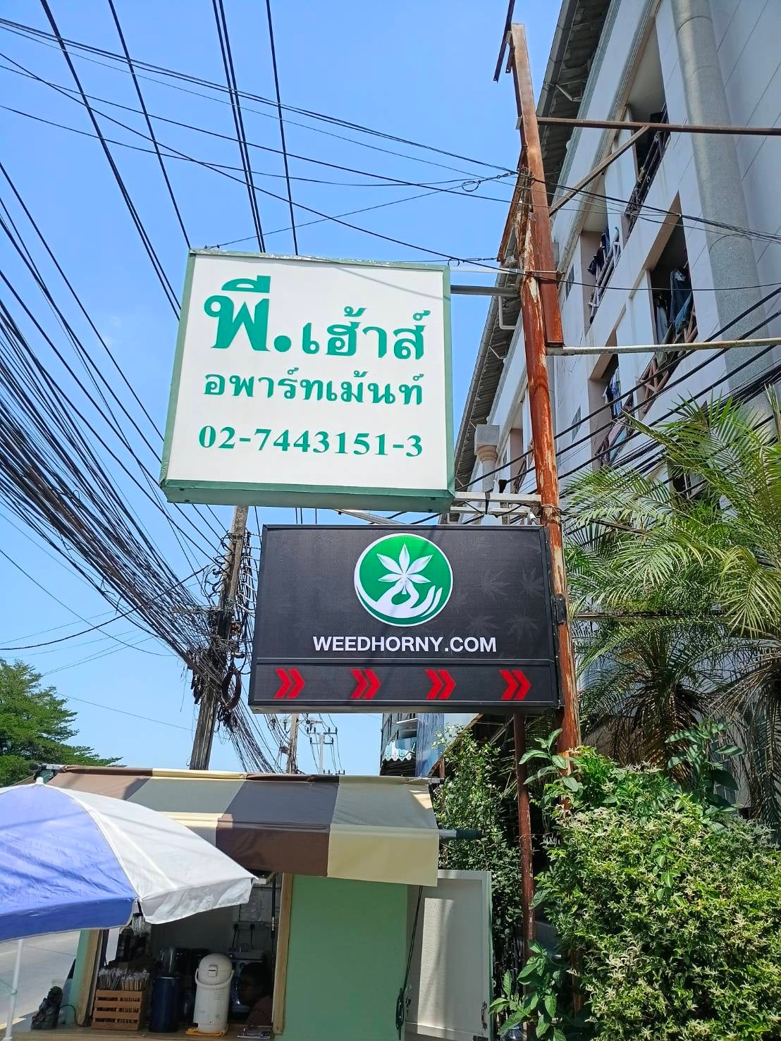 WeedHorny.com Central Bangna