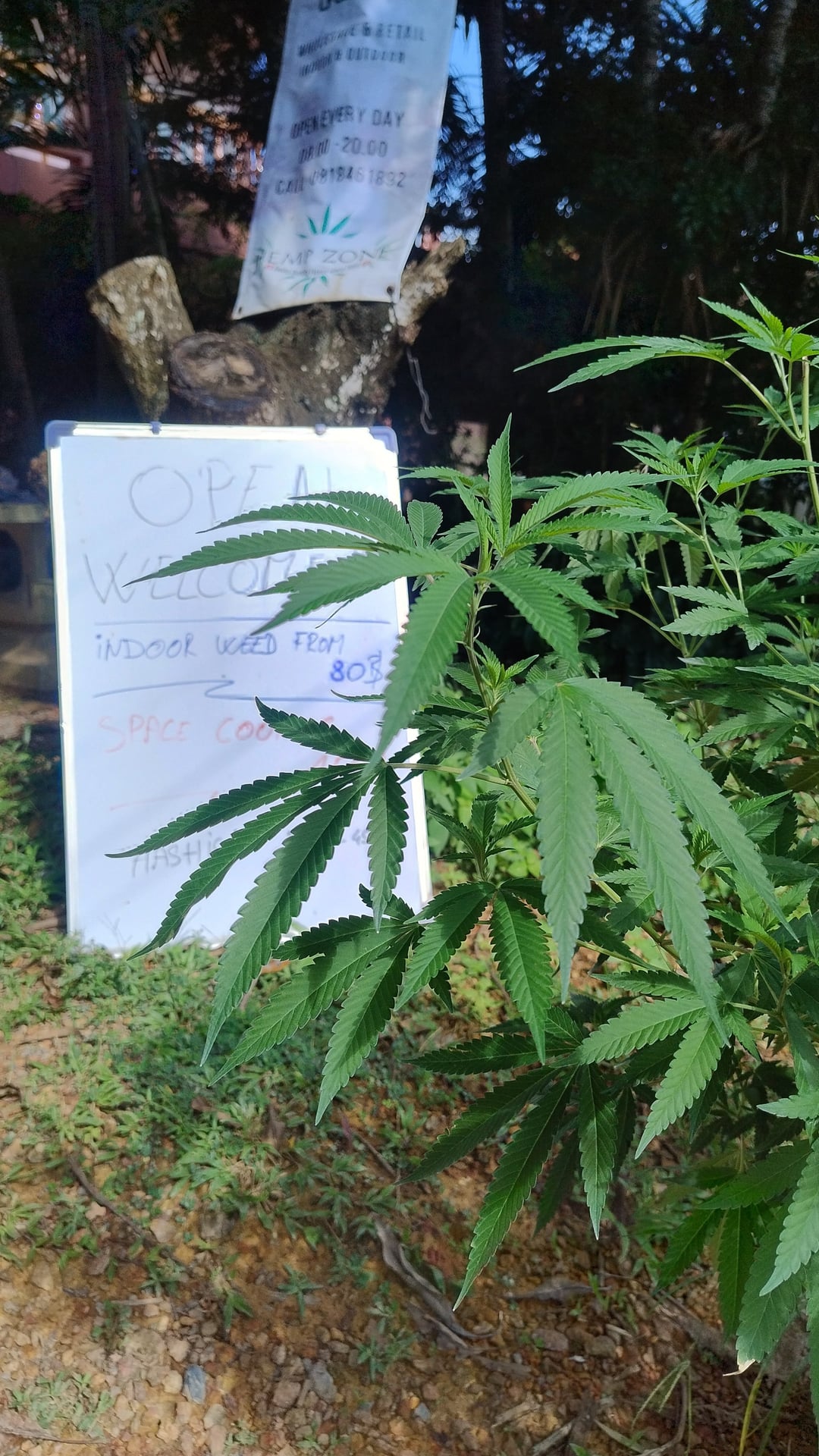 Hemp Zone