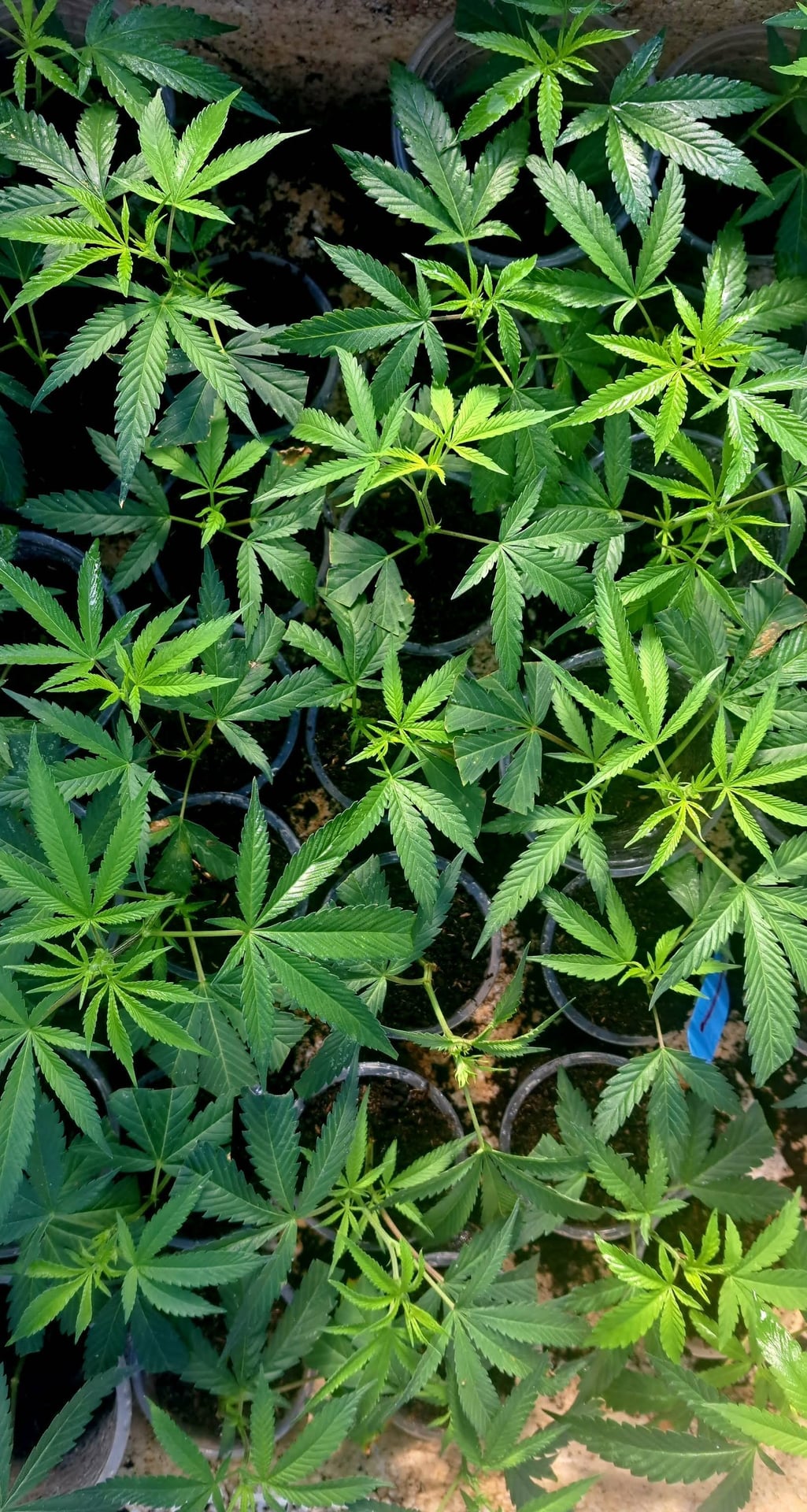 Herbal Garden Home: Cannabis And Kratom