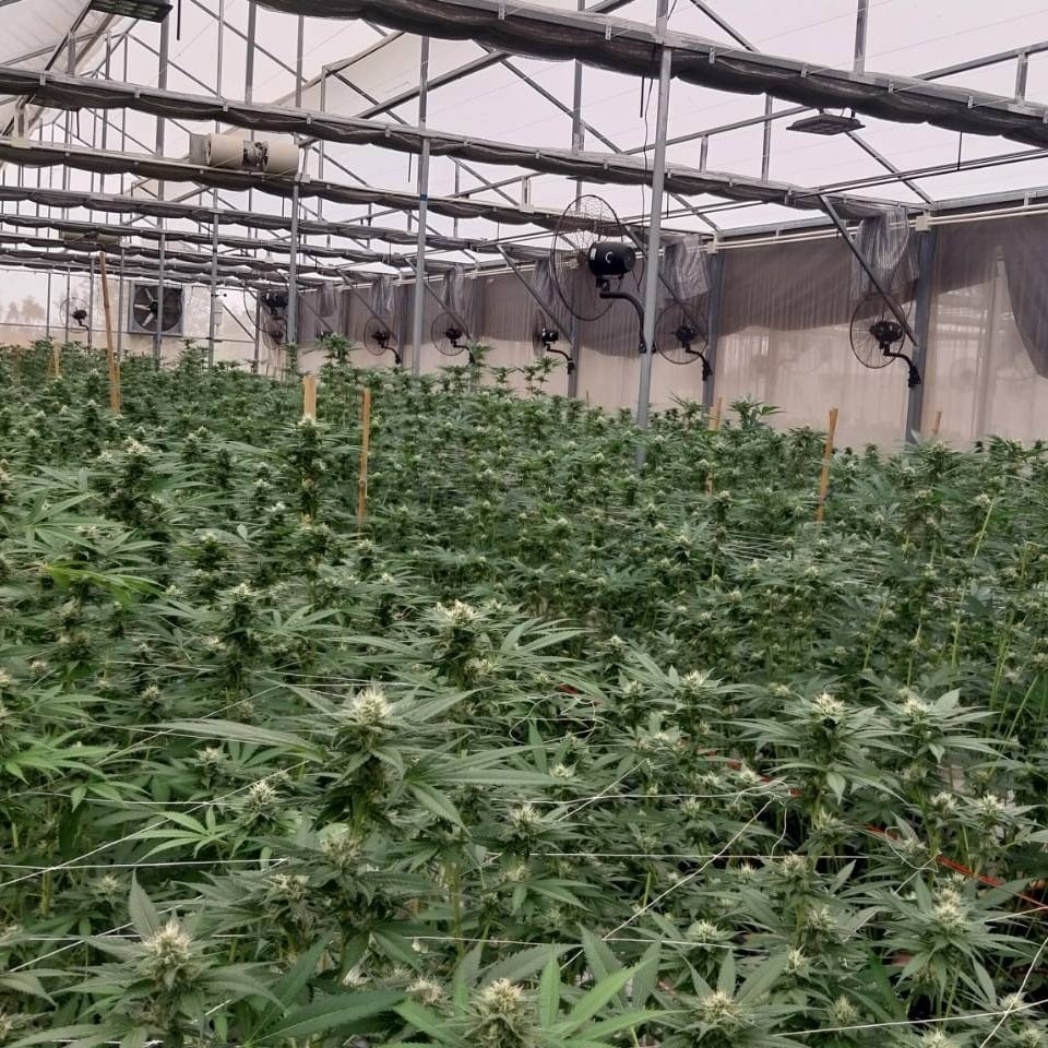BudsLab No.420