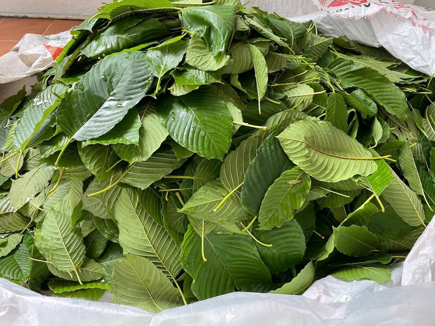 Kratom