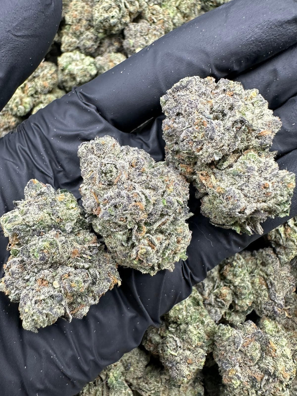Sweet Cannabis
