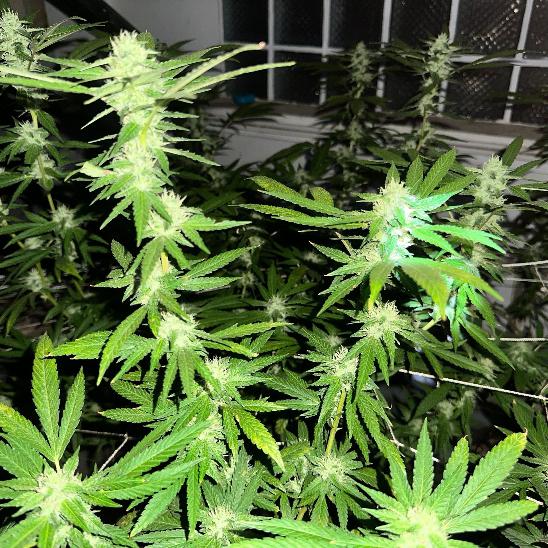 Yellow CannabiZ