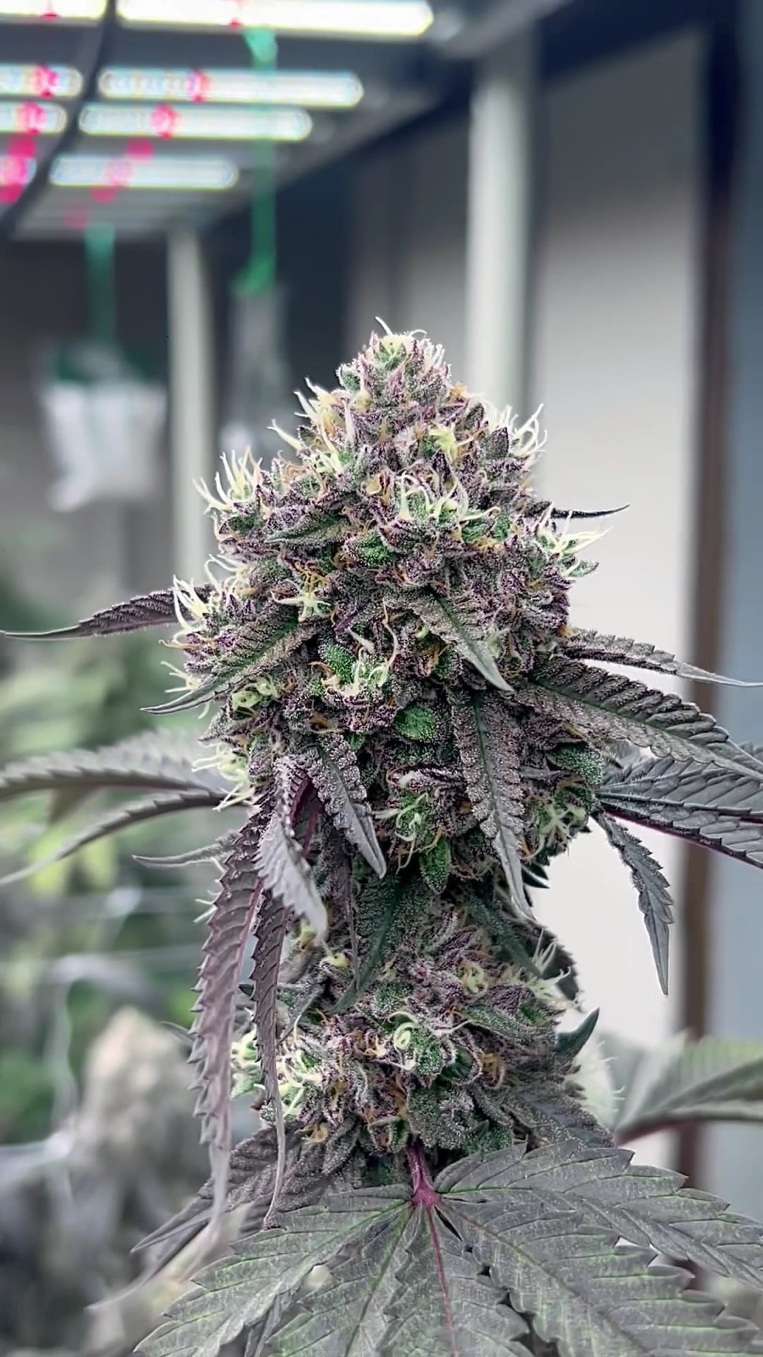 Green Chaem Bk Cannabis