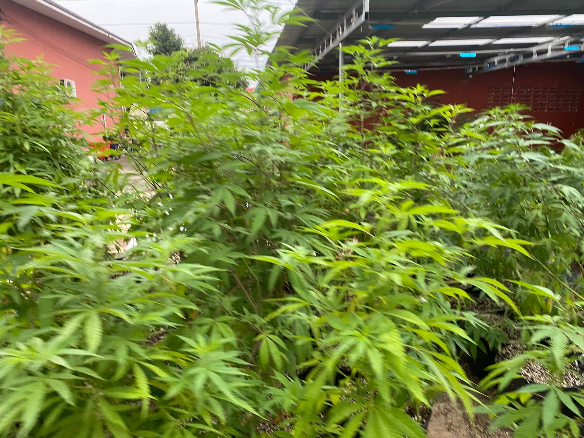 Mar.yum Cannabiz Area