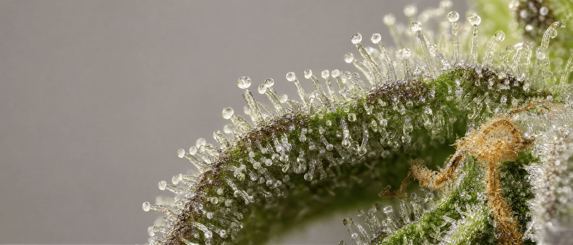 CBC (Cannabichromen): Pharmakologie und Evidenz