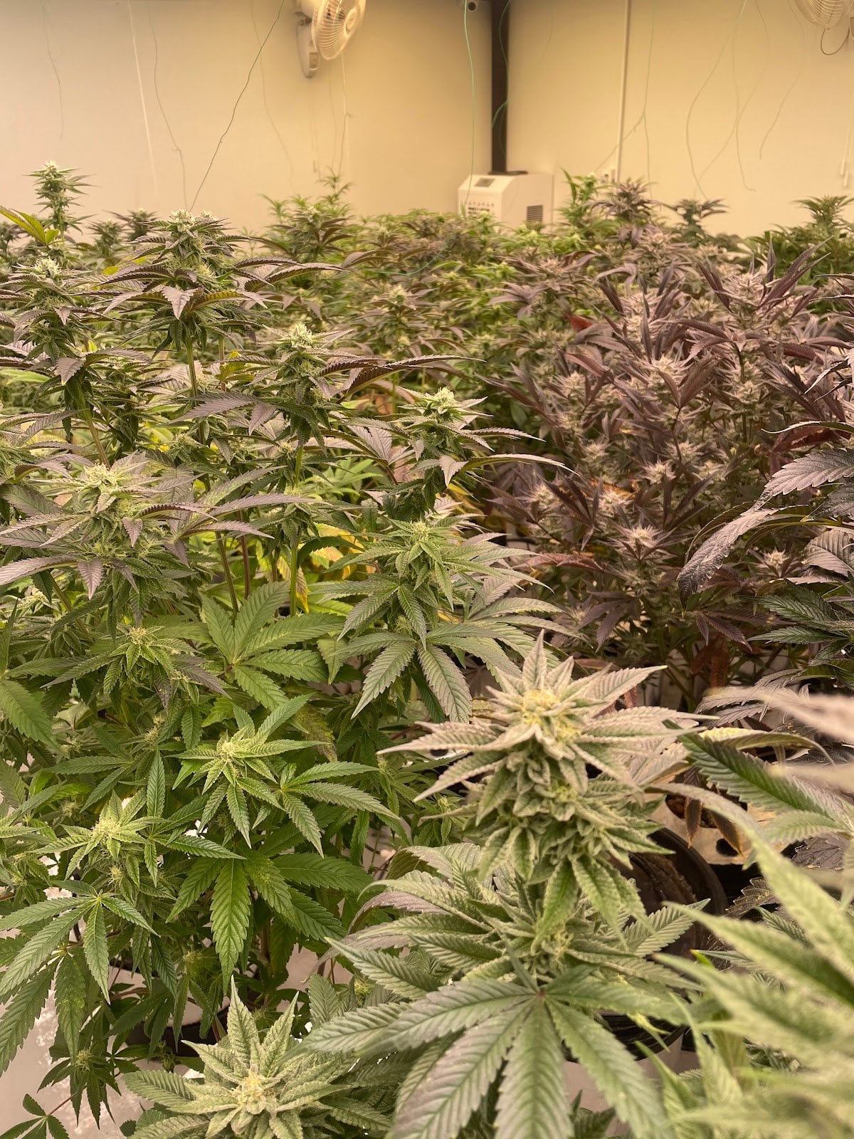 Sweet And High Co
