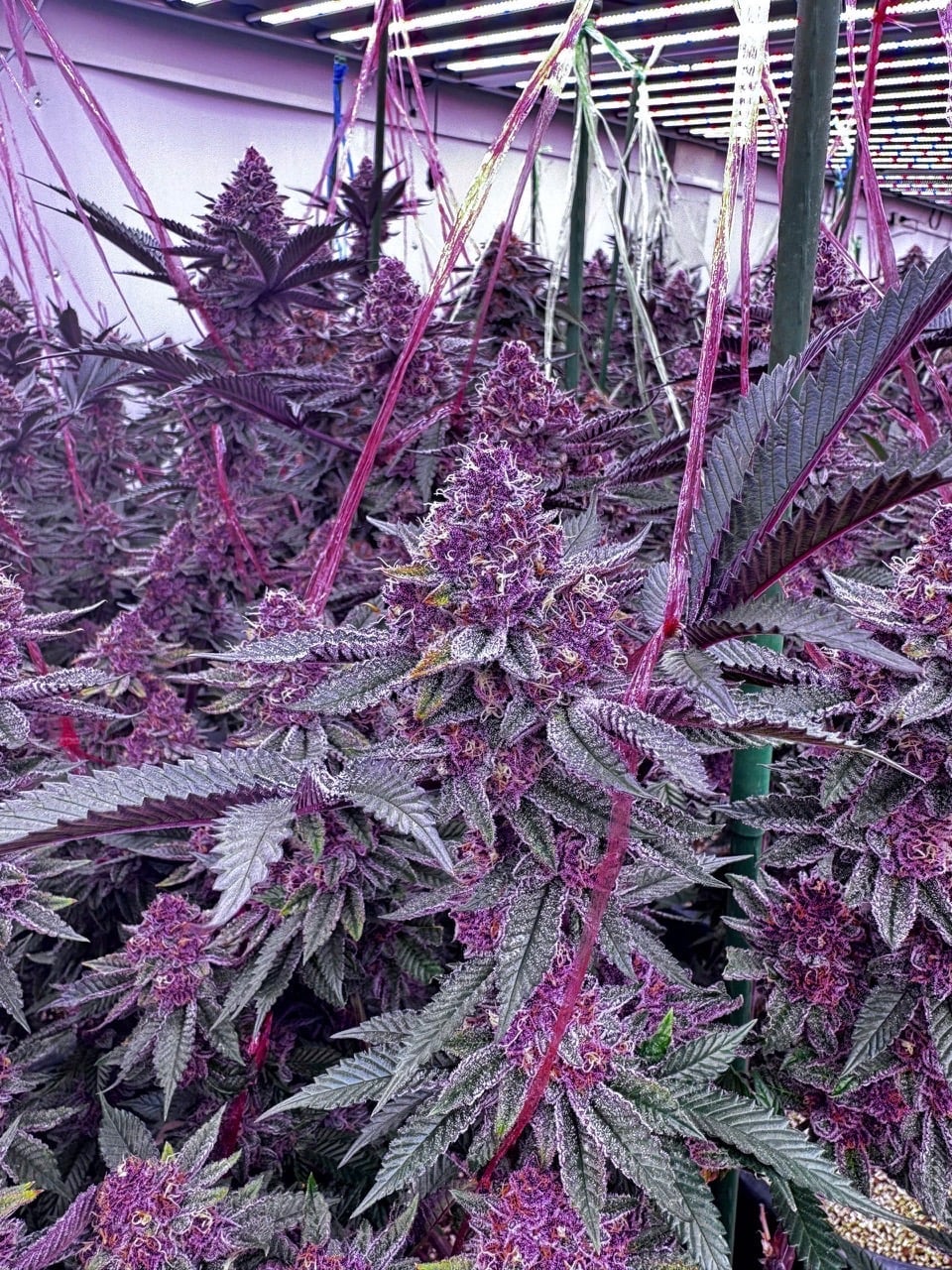 Extra Cannabis
