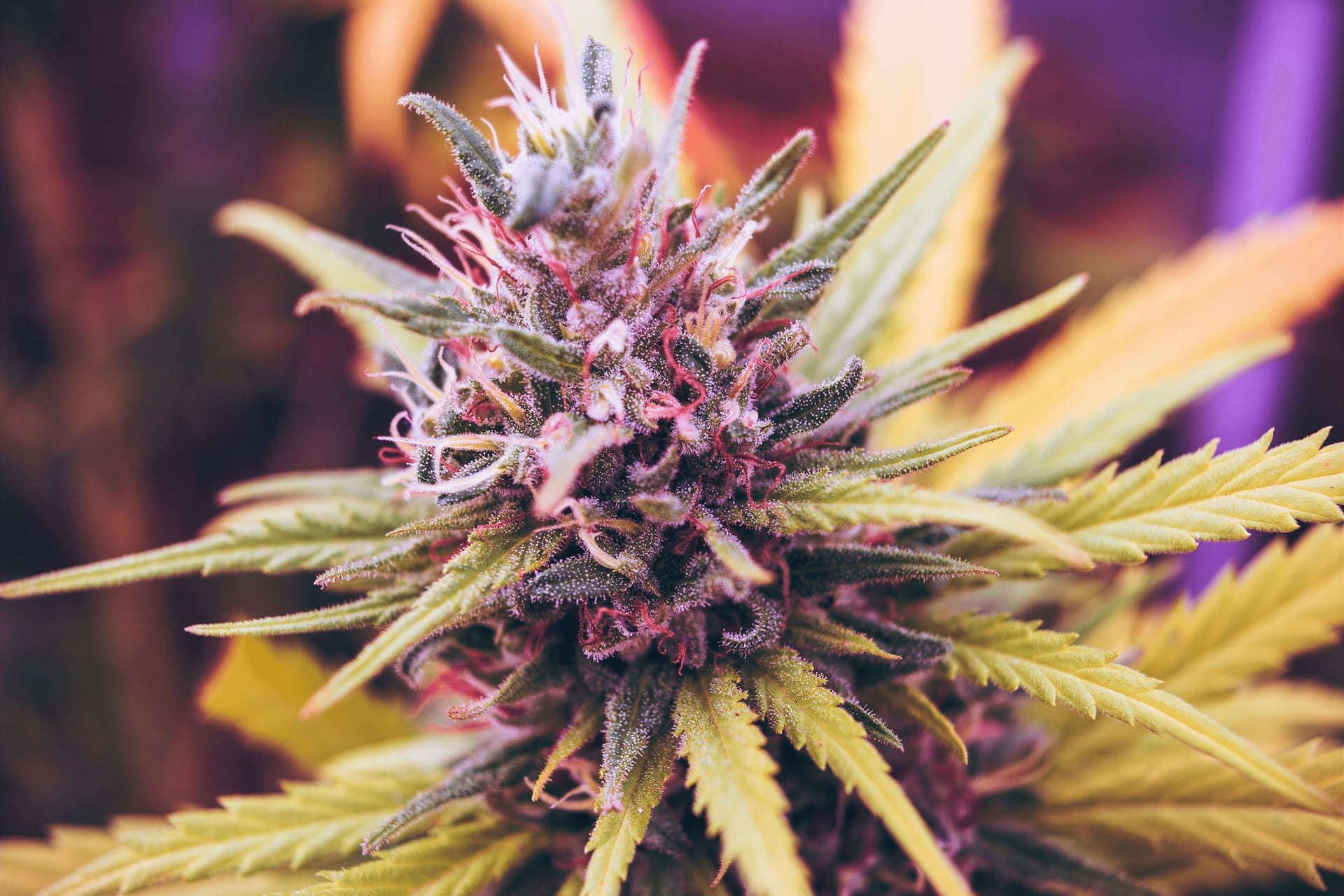 Cannabis Club Wattenscheid e.V