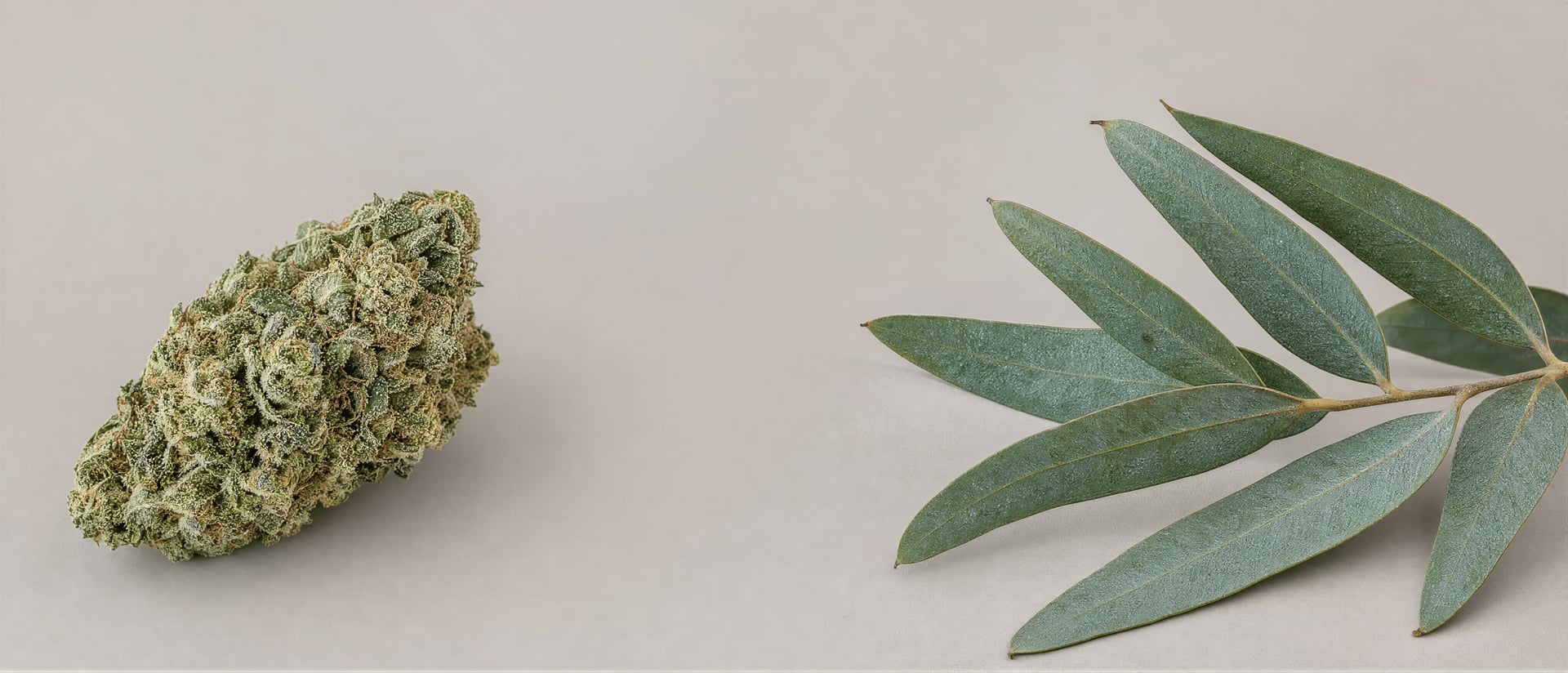 Eukalyptol v Cannabis: Účinky, důkazy, bezpečnost