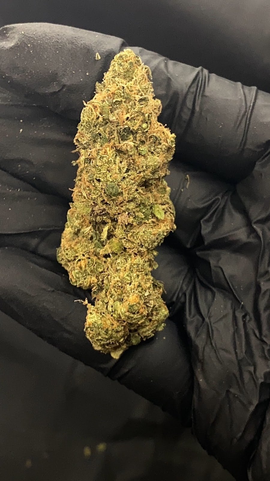 GZOstoner