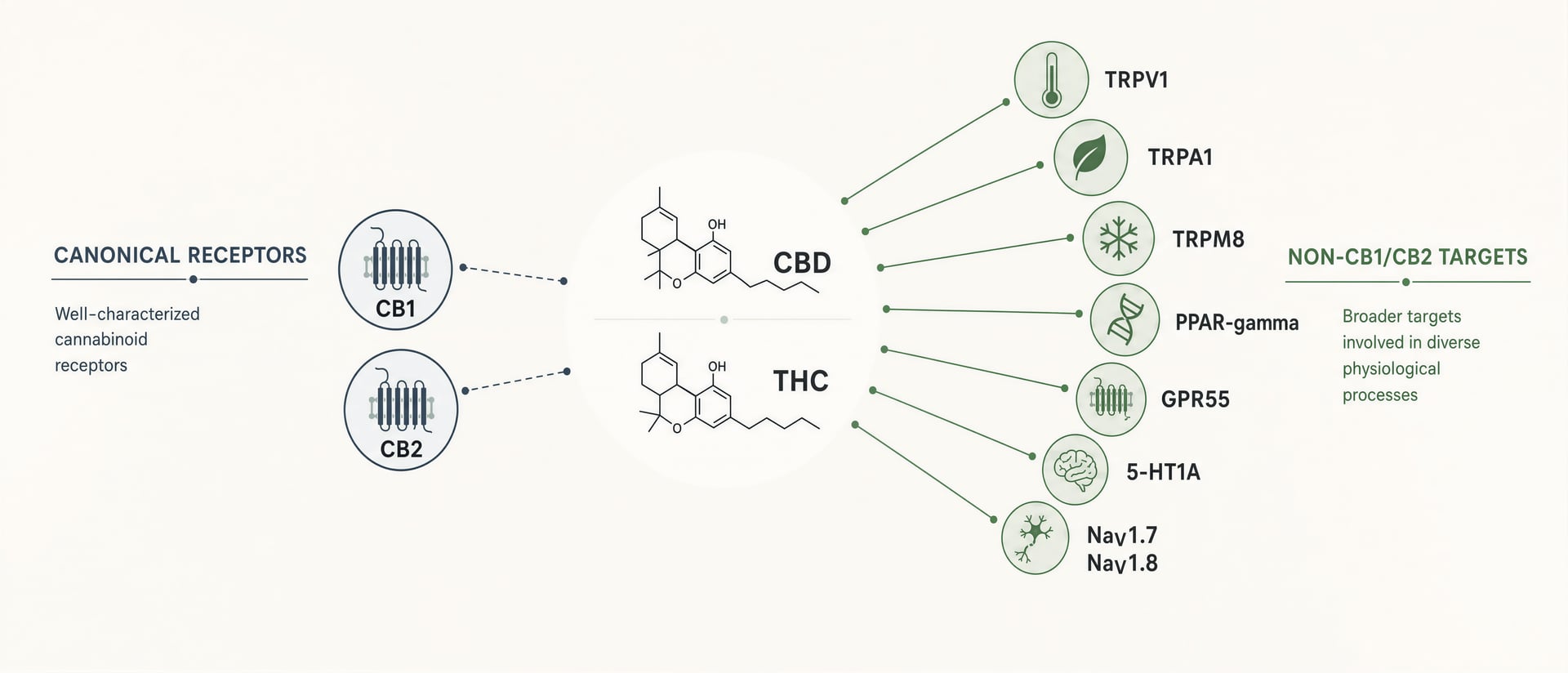 Necílové molekulární cíle cannabinoidů na CB1/CB2: TRP kanály, PPARy, GPR receptory, serotonin a NaV kanály