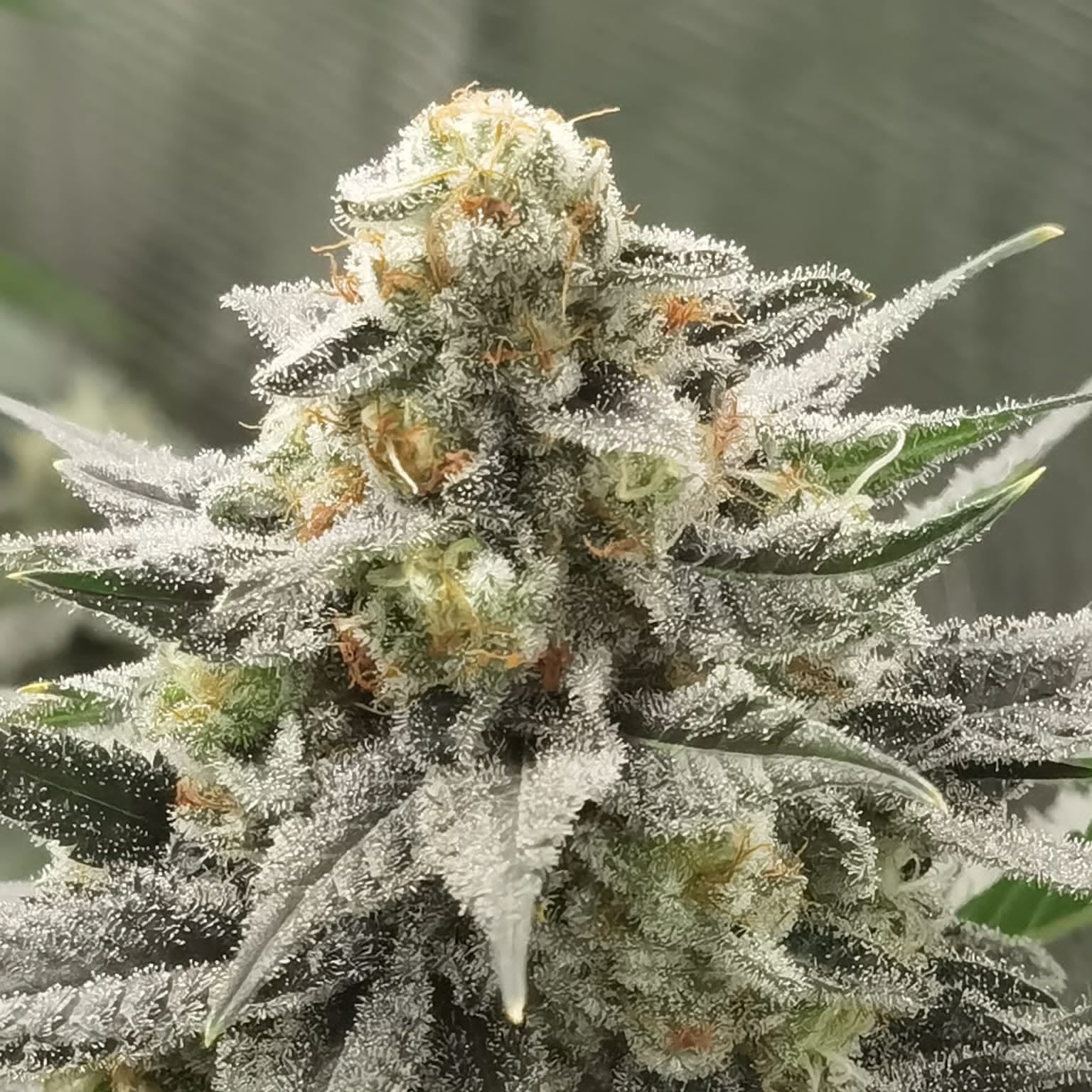 Cannabis Premium Organic Shop Le Versace