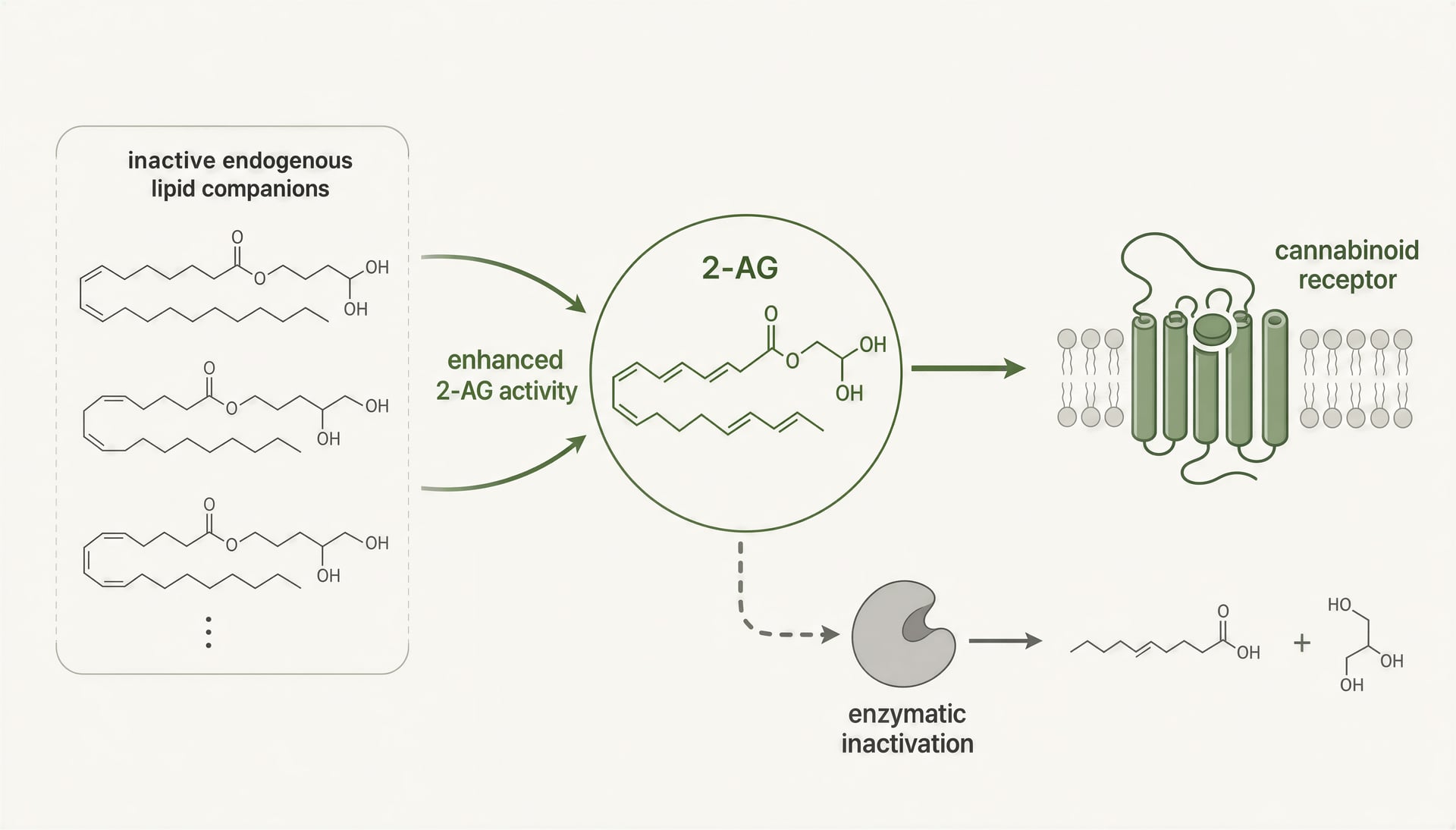 Diagram of inactive endogenous lipids increasing 2-AG activity at a cannabinoid receptor