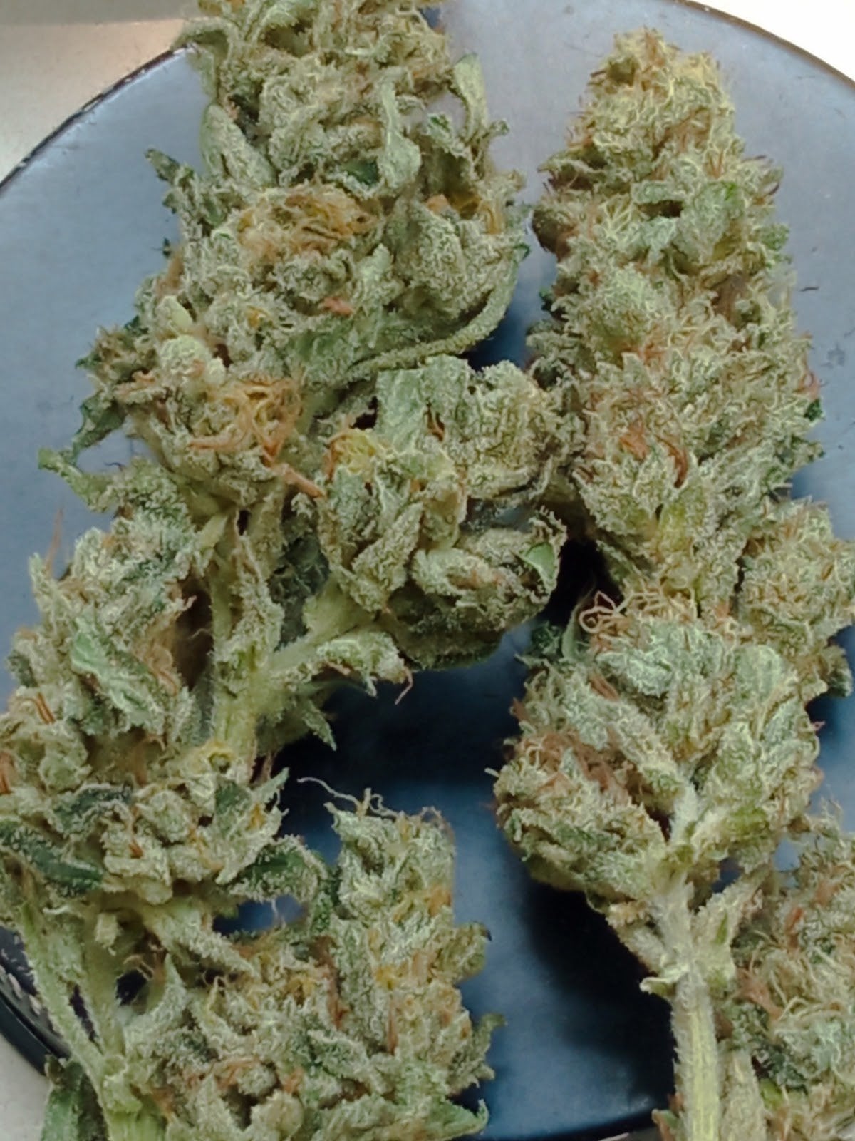 Cannabis Fun Farm