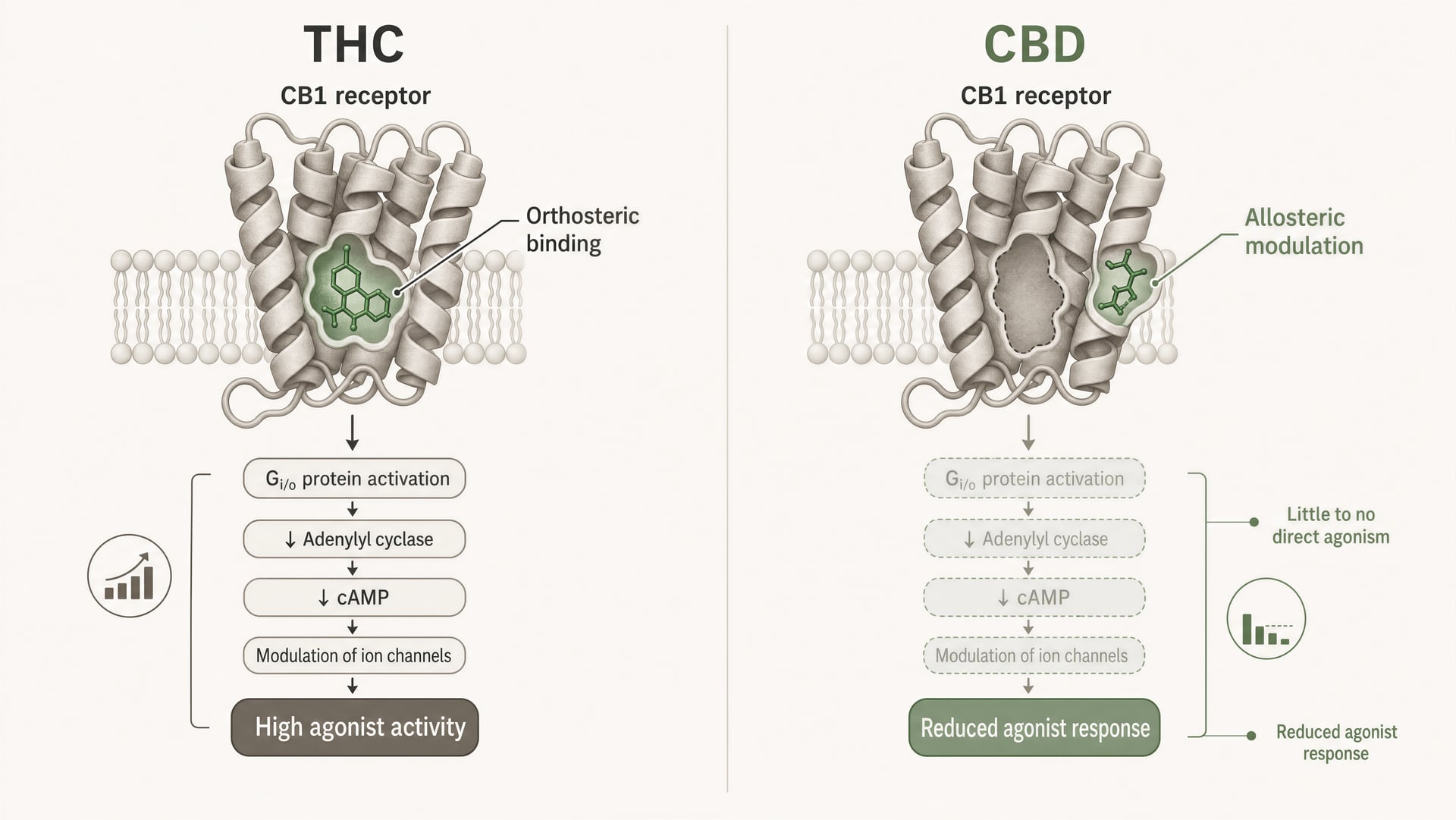 CBD ليس ناهضًا لـCB1: كيف يعمل حقًا