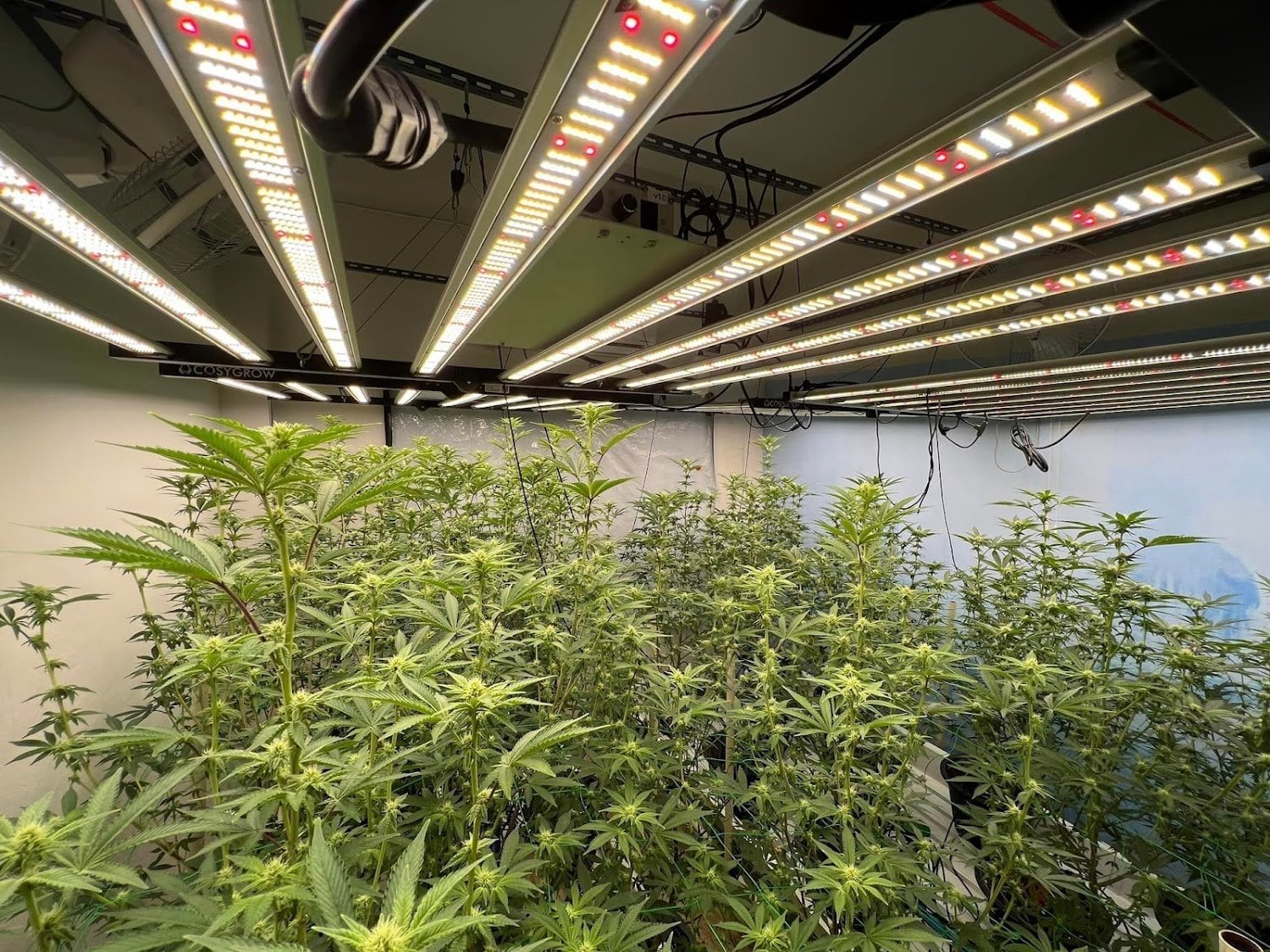 Weed Station