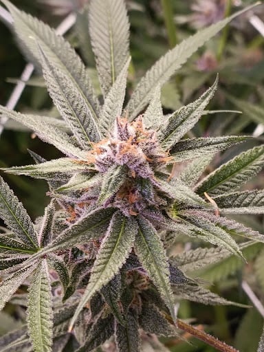 OH MY DOSE Cannabis Marijuana Ganja