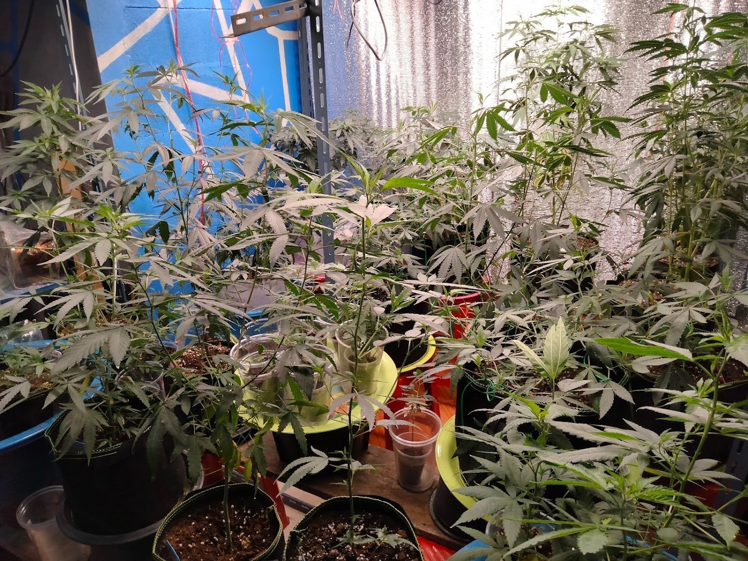 Dr.Weed N&P Cannabis