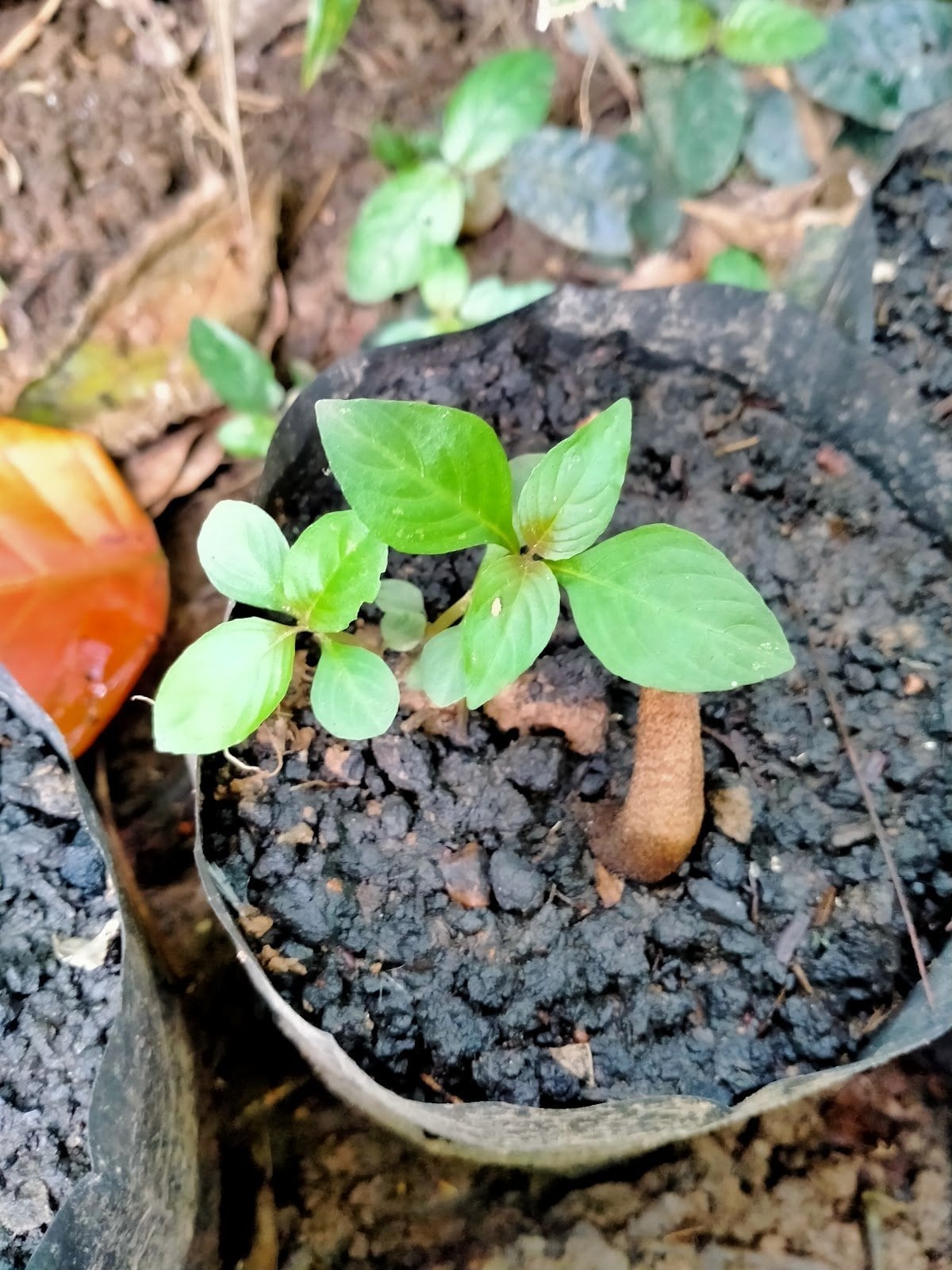 Kratom Cannabis Research Center
