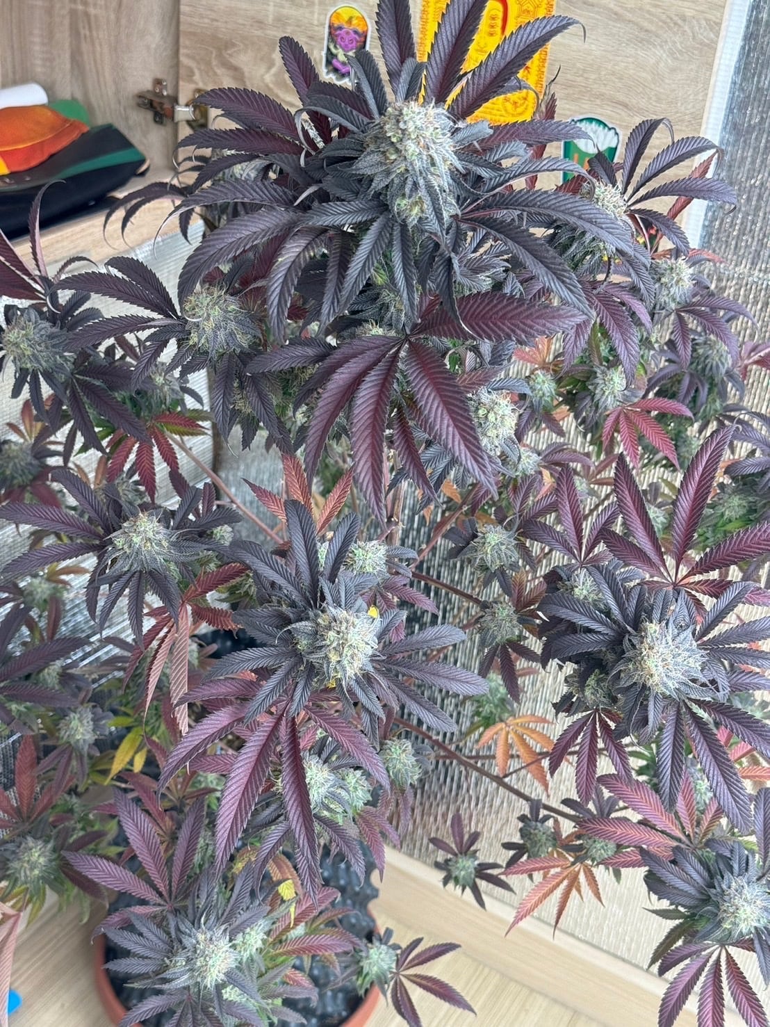 Budshash