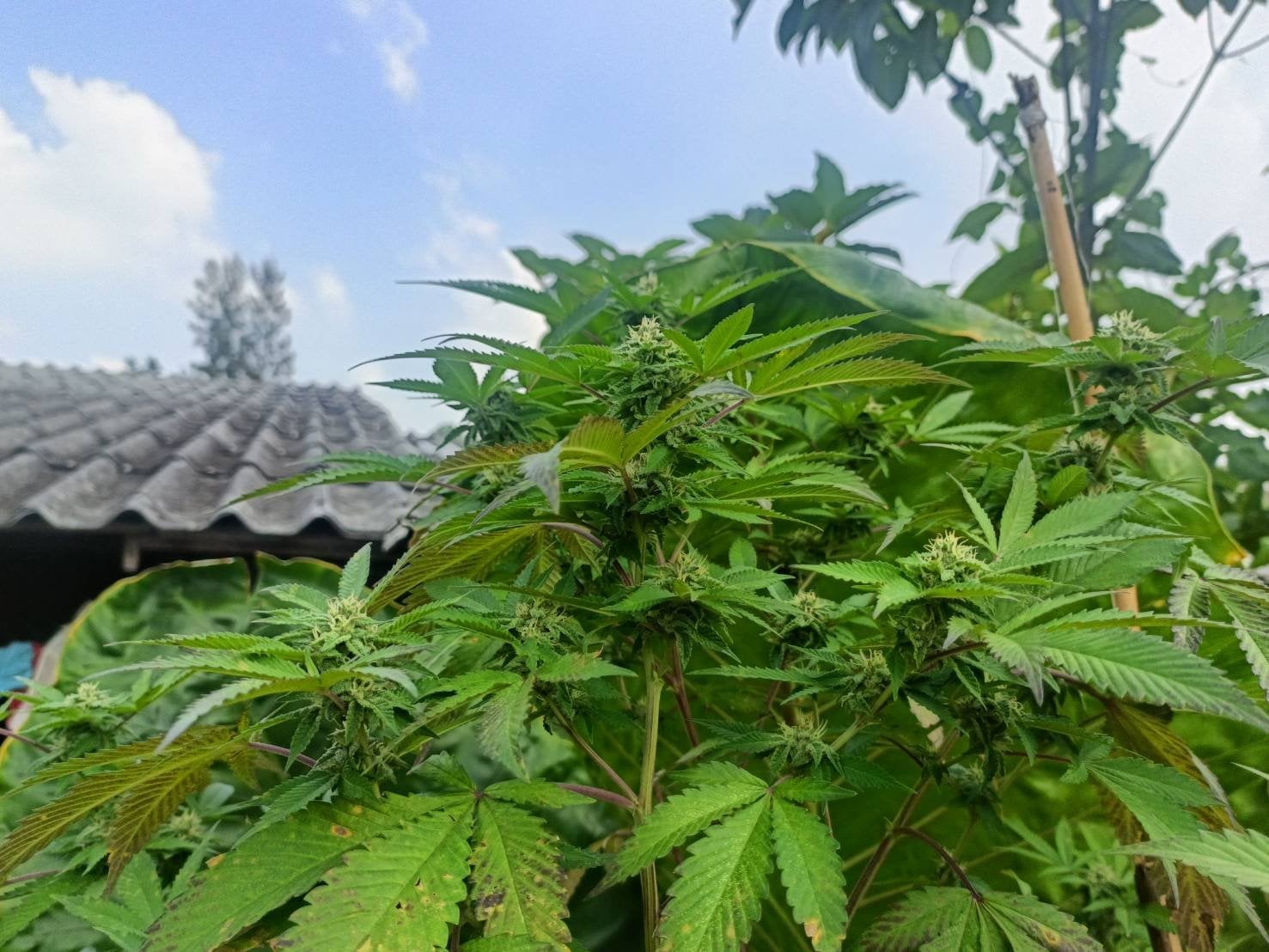 Bang Tang Og Shop..{ }