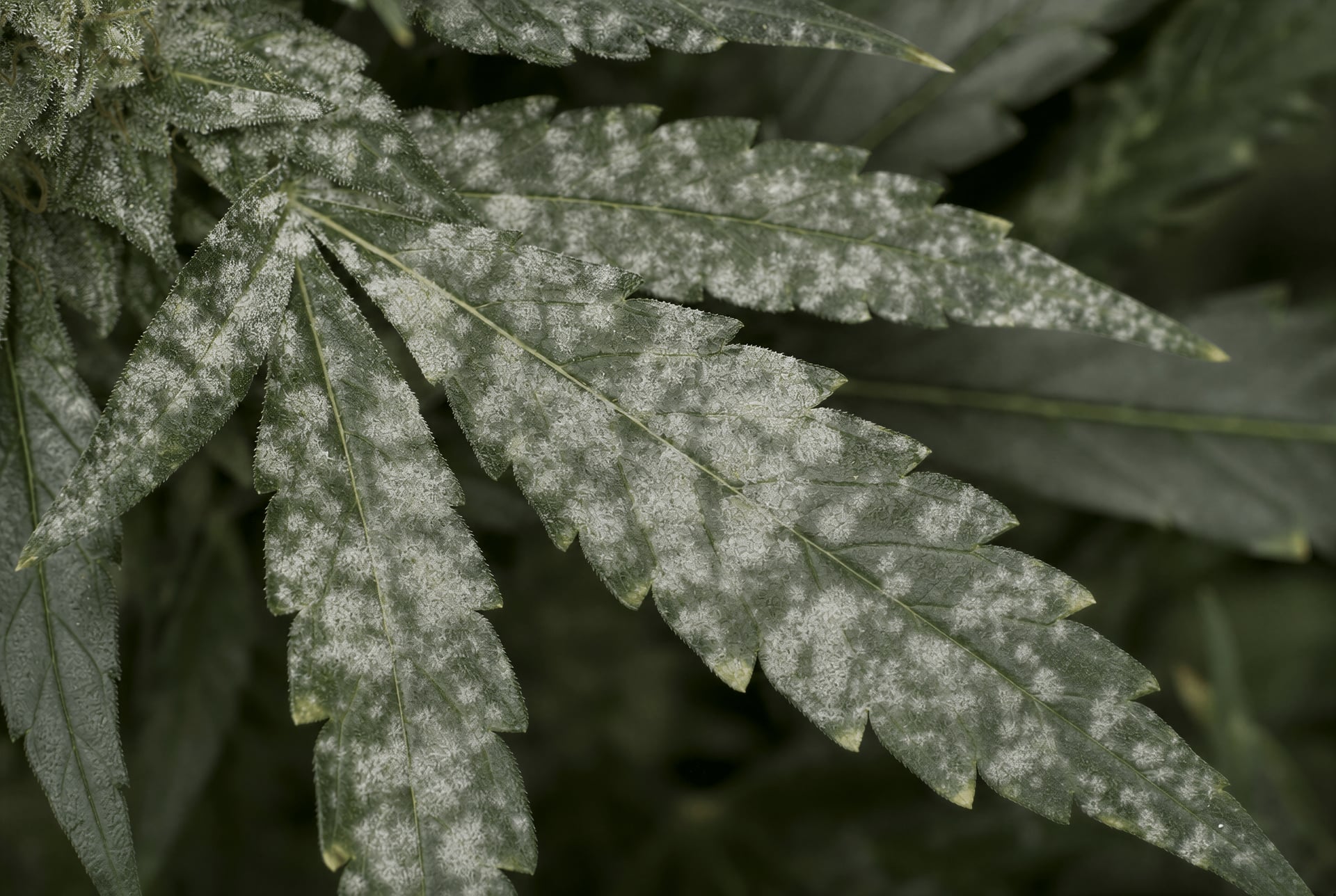 cannabis kártevő- és betegséggazdálkodás IPM útmutató