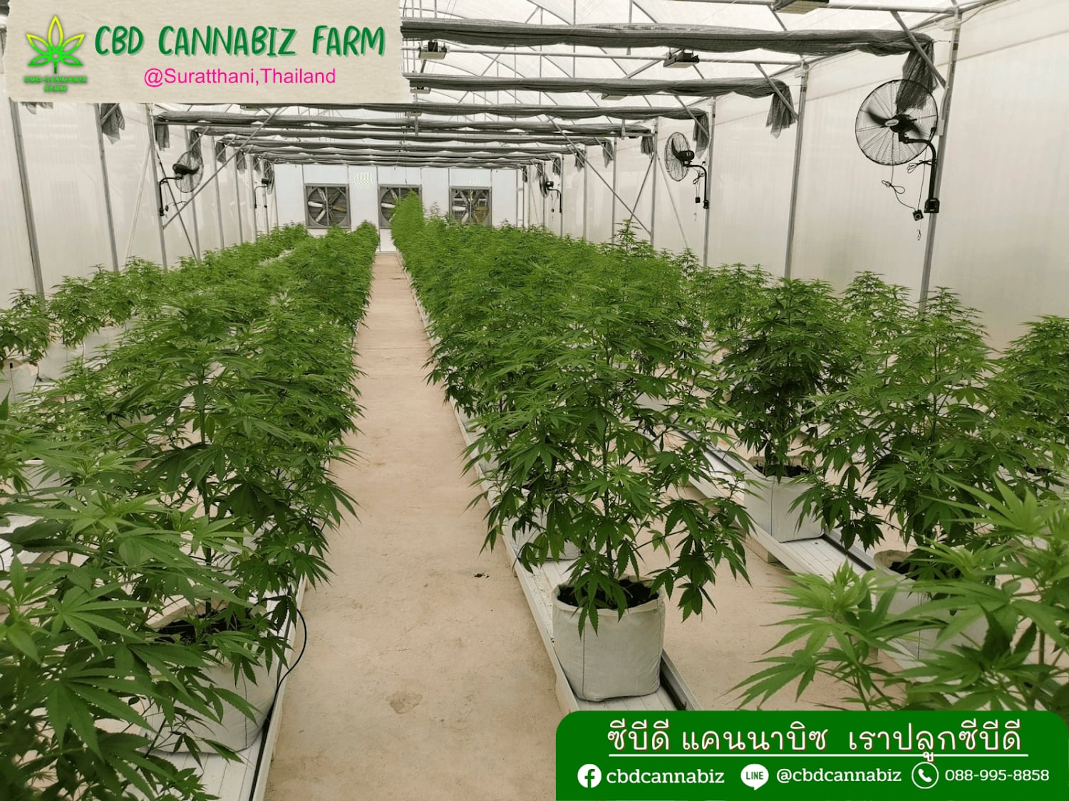 CBD Cannabis Farm