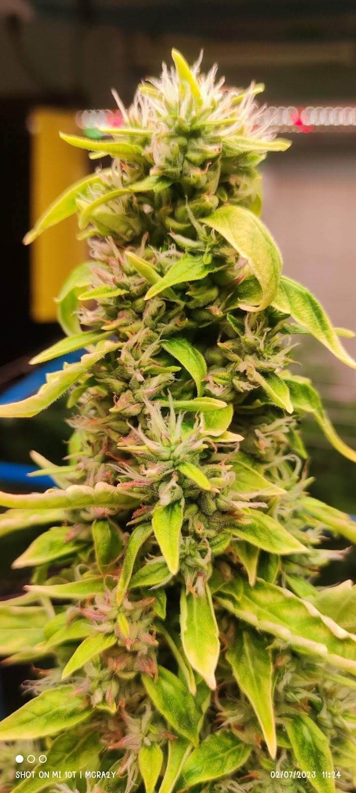 MTS Cannabis