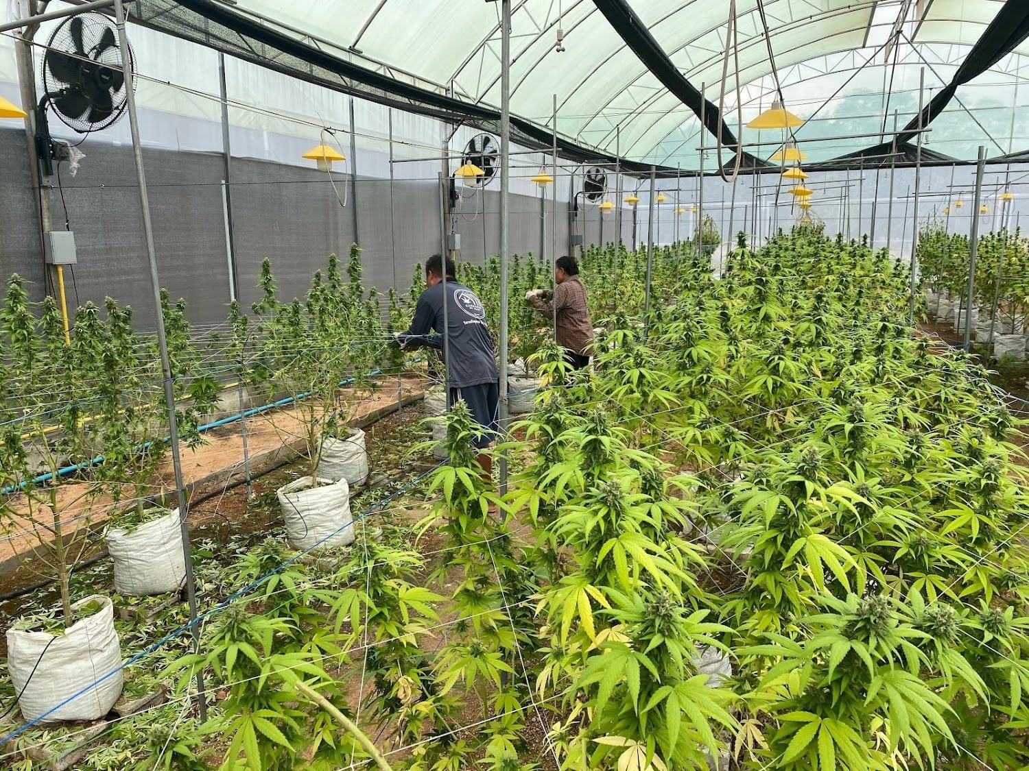 Cannabis Of Trad