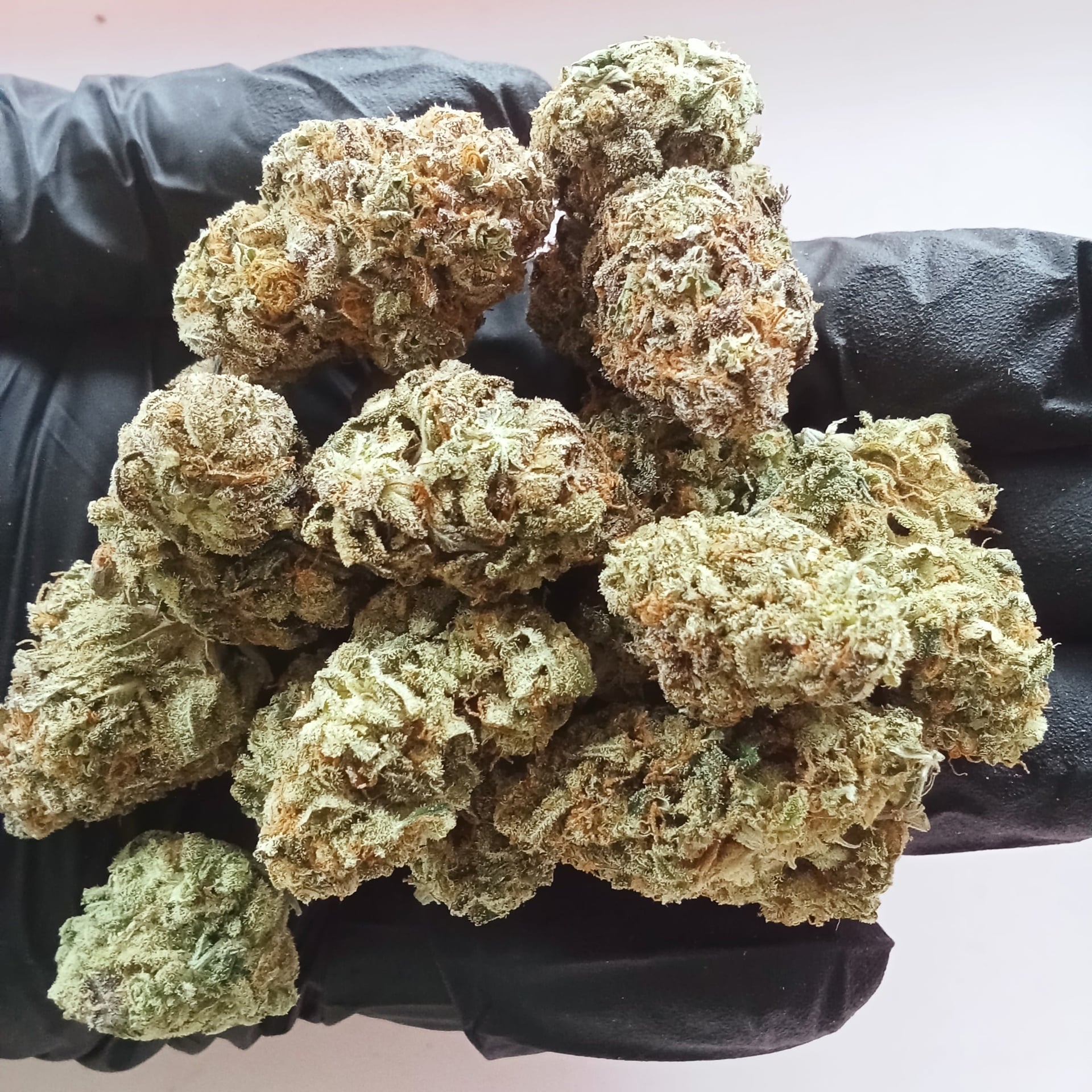 Cannabis Sikhio