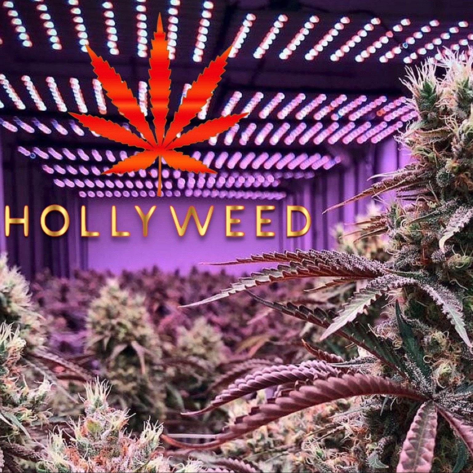 HollyWeed