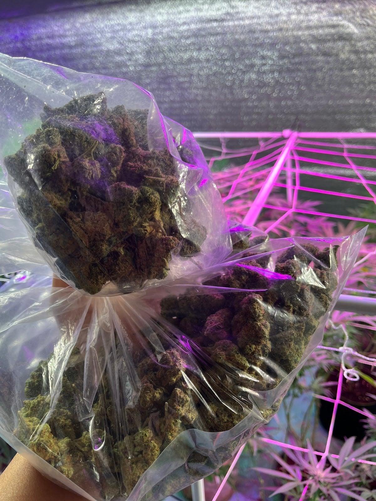 Sweet Leaf