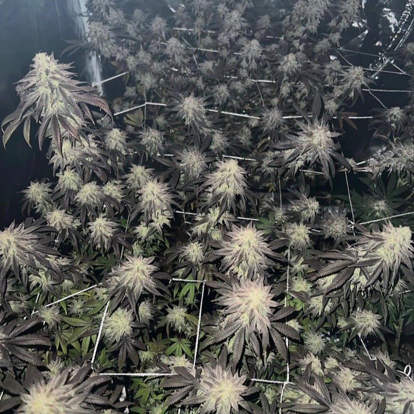 Cannabis Bg