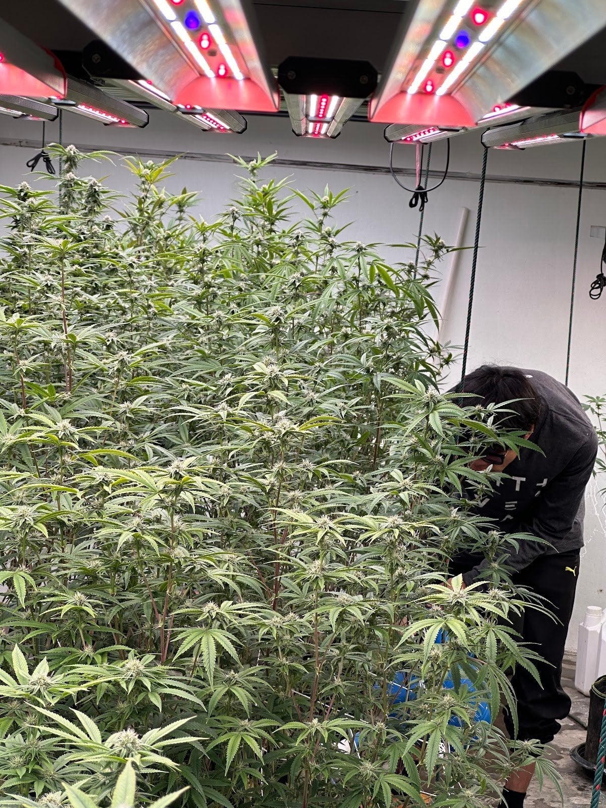 Greencrack Dispensary - Weed Shop Pa-daet, Chiangmai