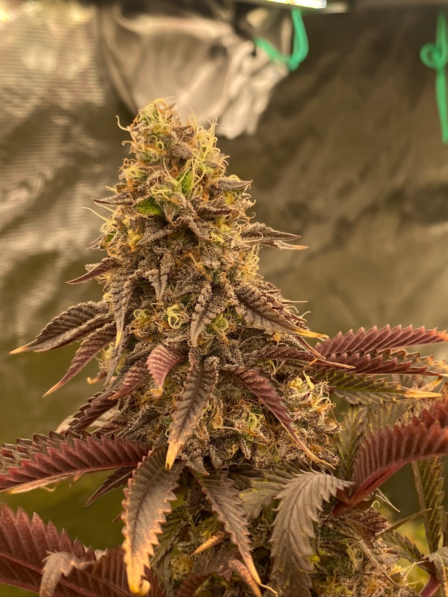 Blaze Mary Cannabis