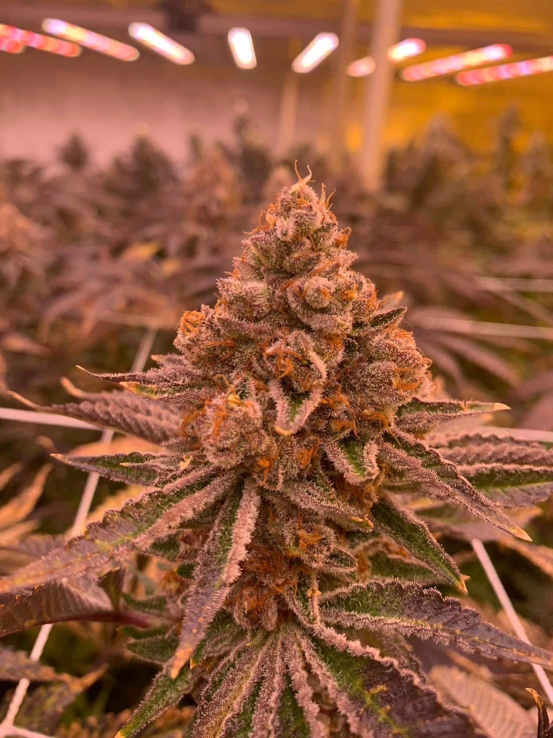 Peace Cannabis