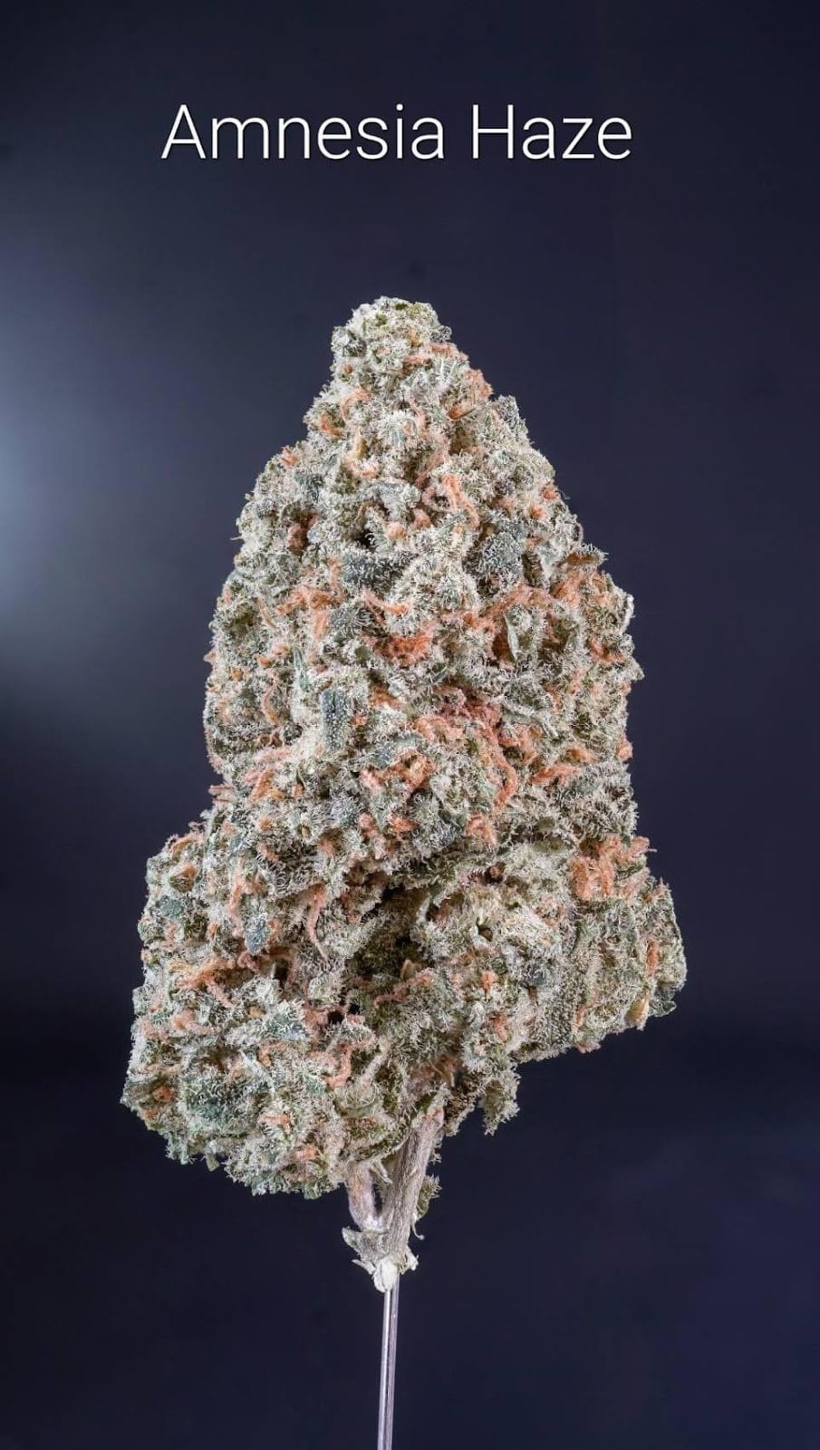 No.1 Cannabis Shop .