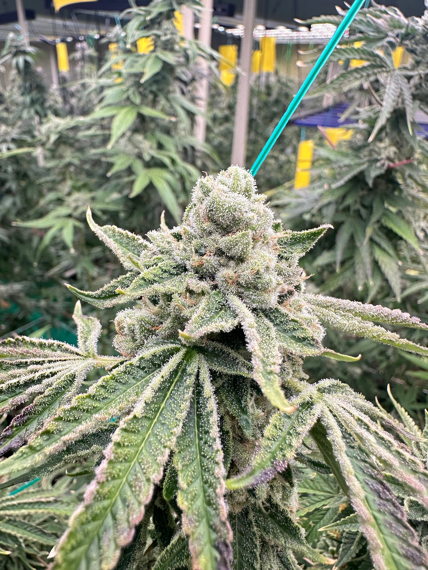 Tha Bo Greenery Ganja Farm