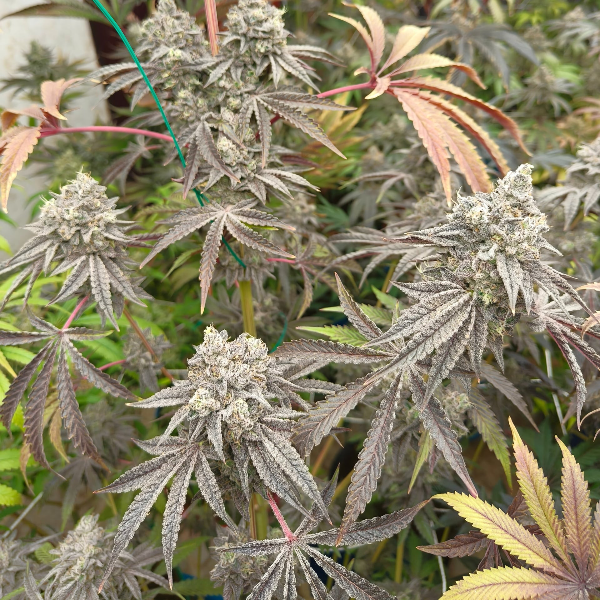 Cannabis Shop