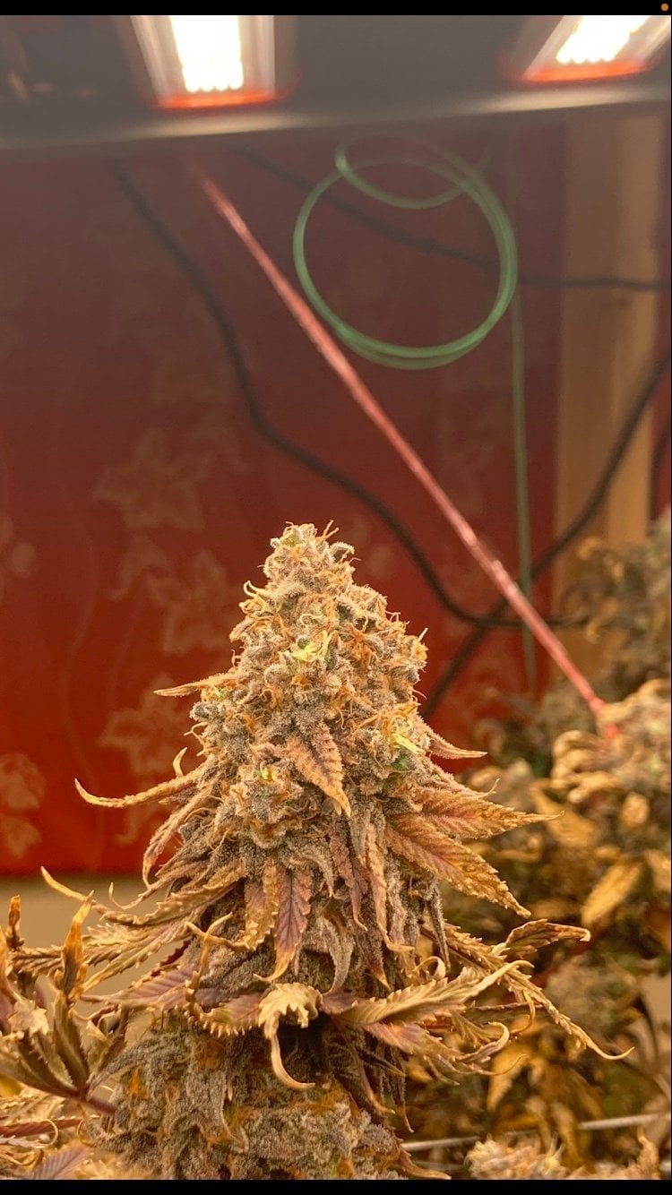 Weed Connection