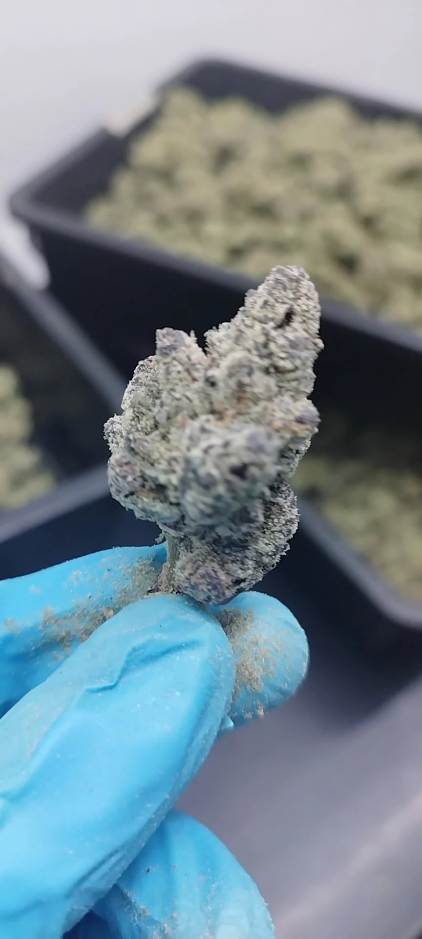 Van Goghs Cannabis Nutrients