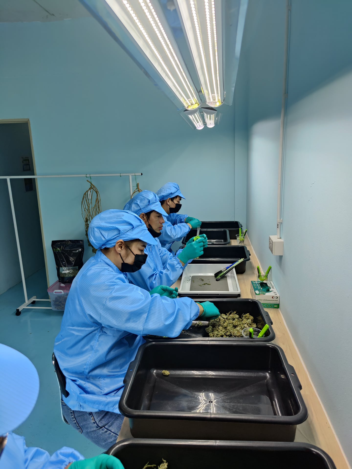 AP Cannabis Farm