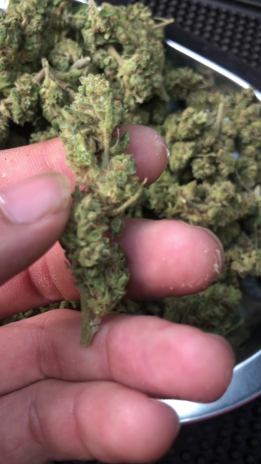 Mary Jane CNX