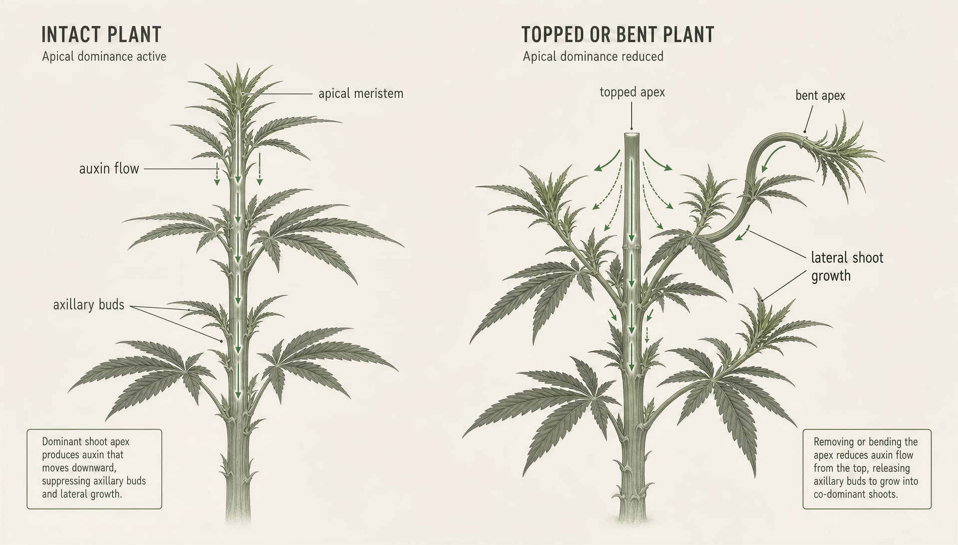 Методы формирования cannabis для урожайности и кроны