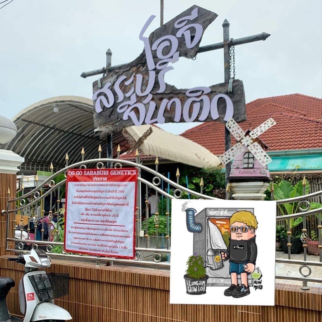 OG Saraburi Genetics