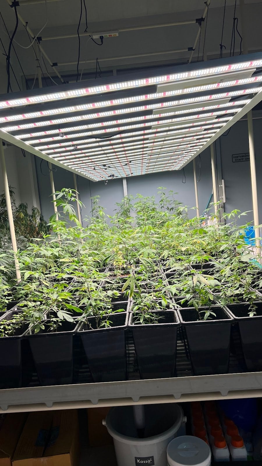 GHG 420 Organic Magix